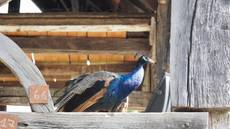 Ausflug Ruheständler ins Elsass